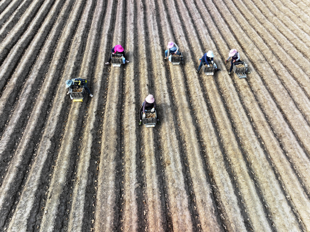 明节  农事活动  生姜播种