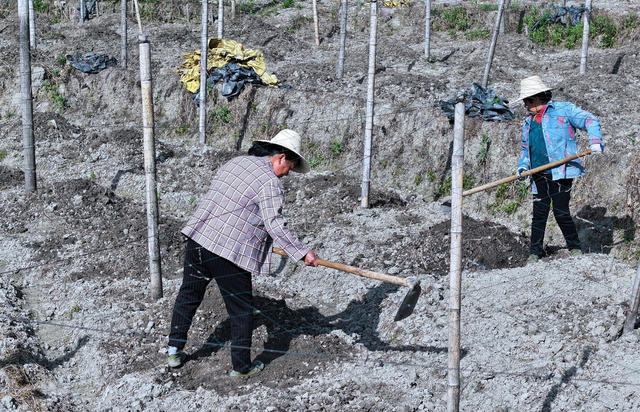 湖南桂东  特色药材 村民 富 罗汉果