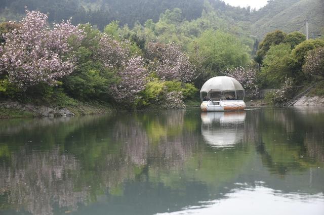 清明  假期  赏花  游玩  度假  假日  旅游  