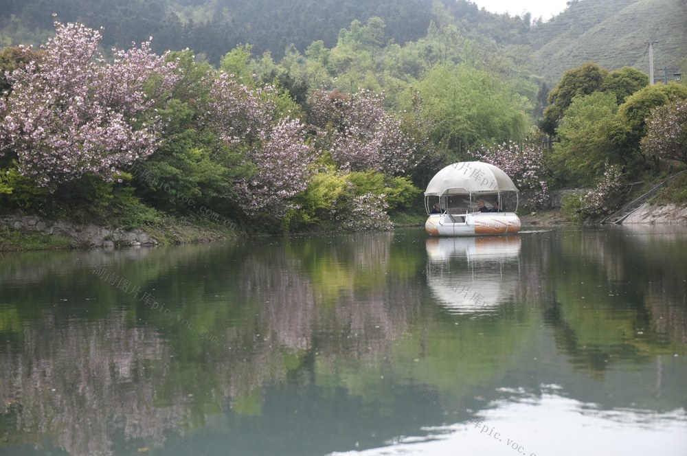 清明  假期  赏花  游玩  度假  假日  旅游  