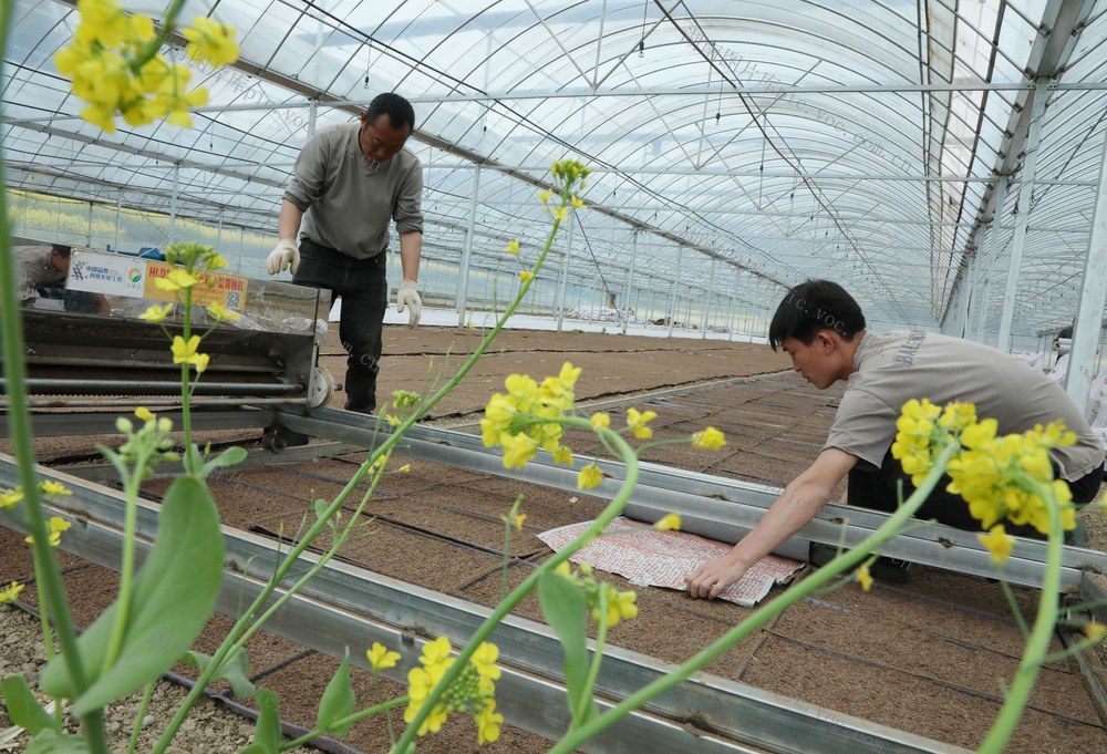 大棚育秧助农增收