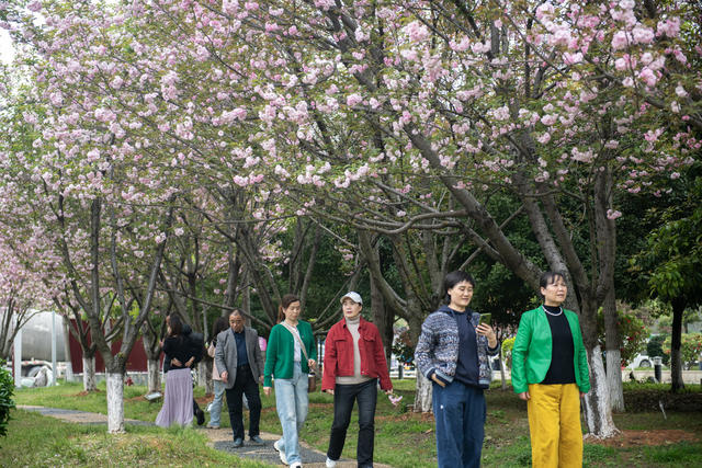 清明 假期 踏青 樱花 体育公园