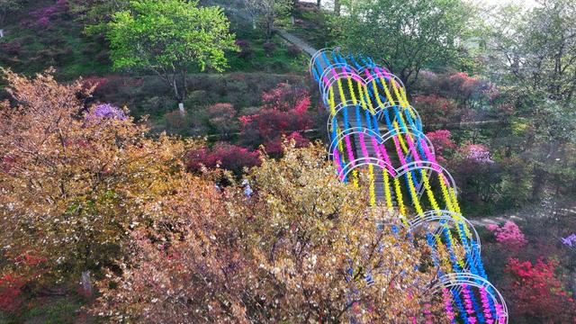 春天 赏花 长沙 樱花 映山红 文化公园