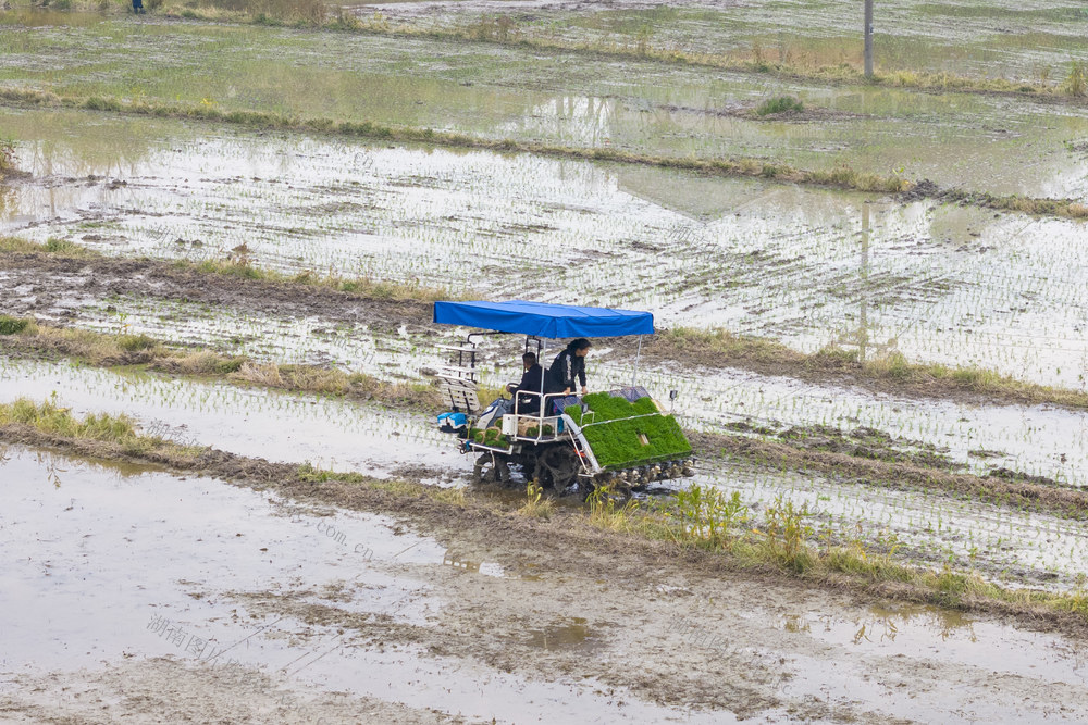 娄底 清明 早稻 插秧