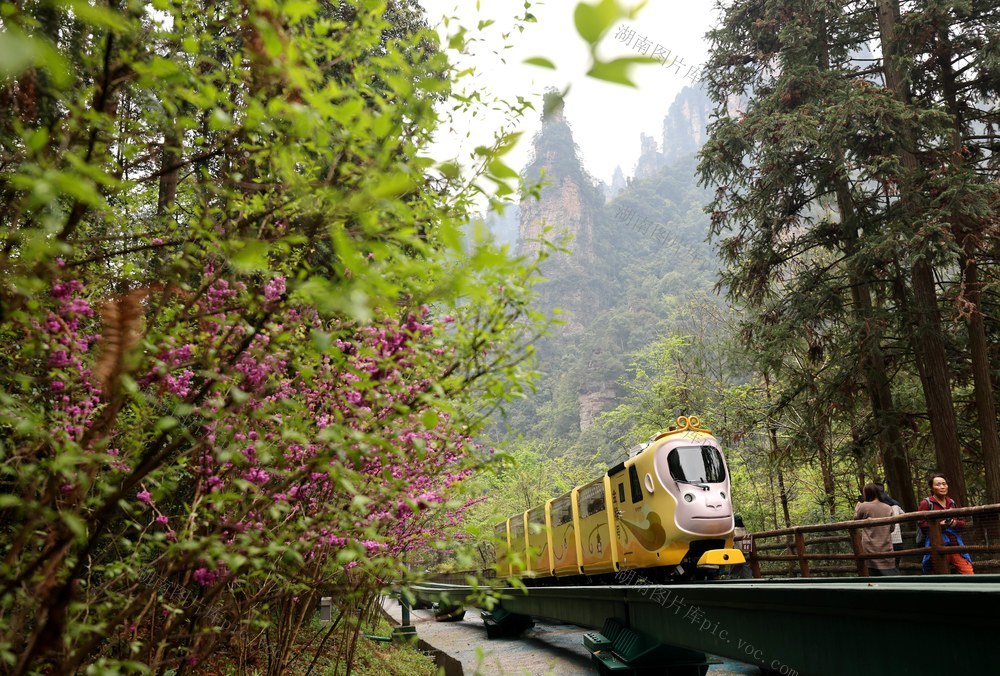 清明 假期 张家界