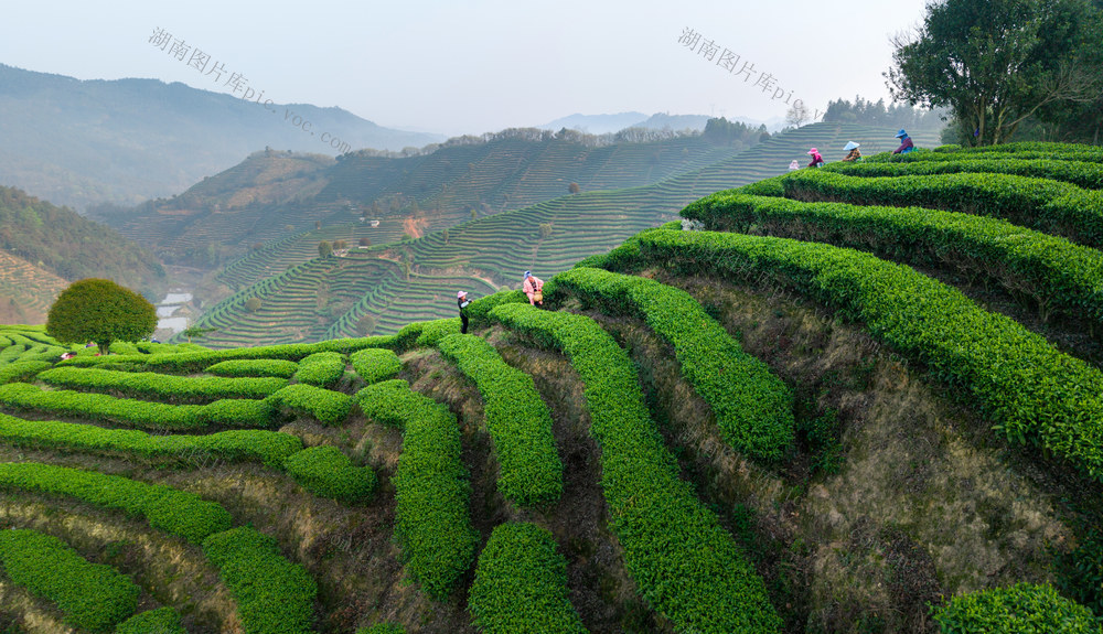 茶园 采茶 茶叶 绿色 劳动 茶农 种植 农业 自然 茶文化 春茶 采茶女 采茶工 茶产业 采摘 自然风光