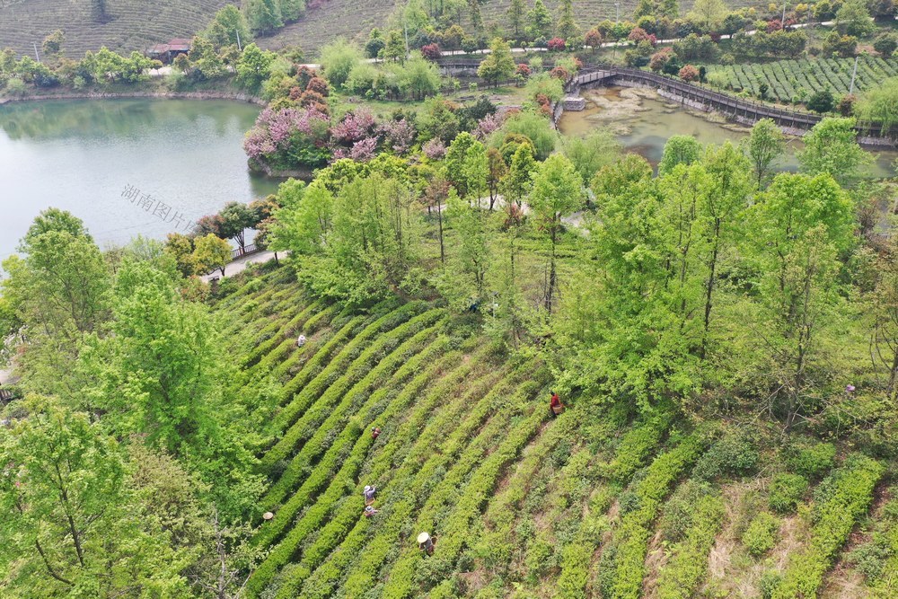 采茶  春茶  茶园  有机茶  增收  蓝山