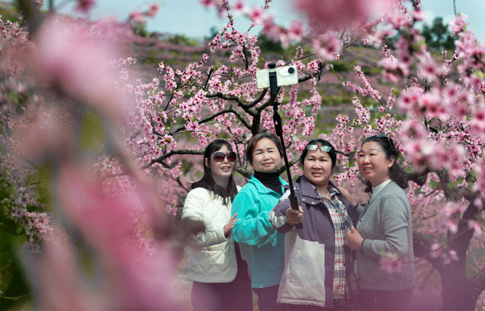 假期  踏青  赏桃花