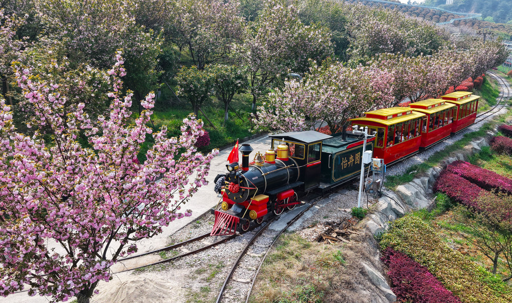 樱花 赏花 休闲  游玩 假日