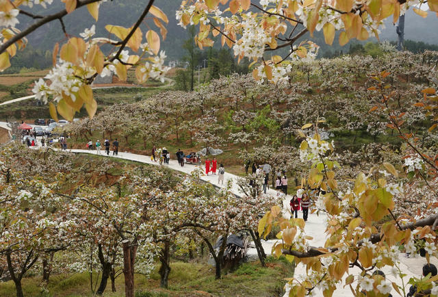 龙山，梨花 如雪醉游人