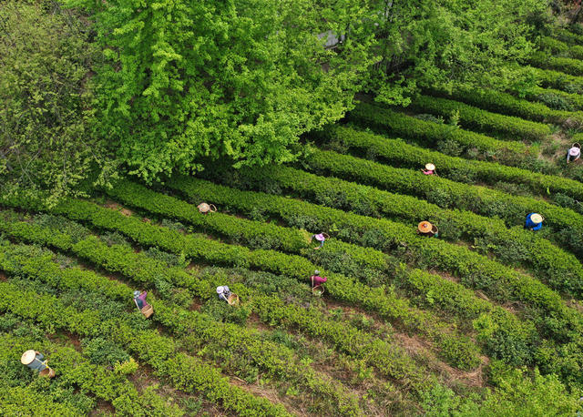 蓝山：采摘春茶忙