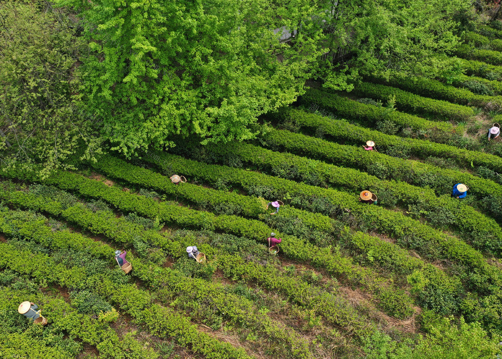 蓝山：采摘春茶忙