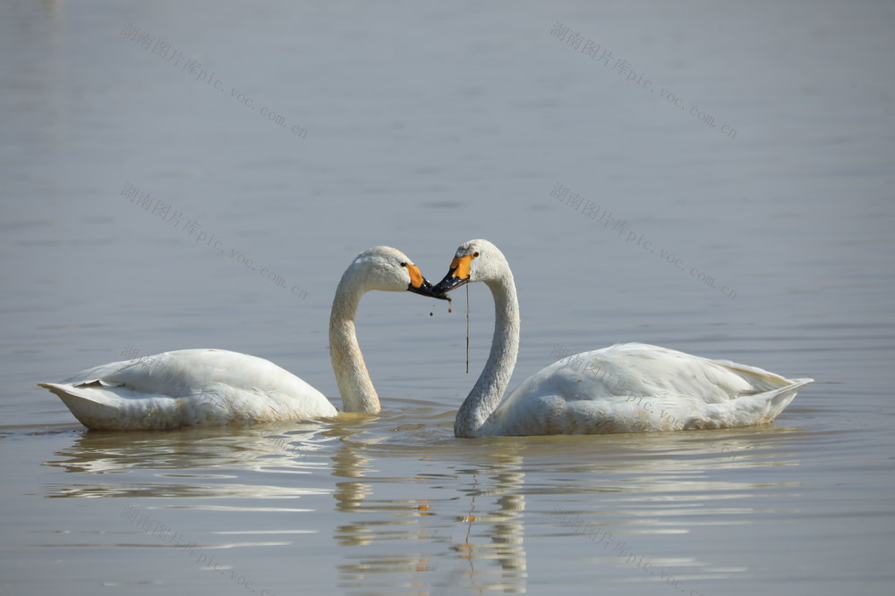 小天鹅，白鹤，候鸟