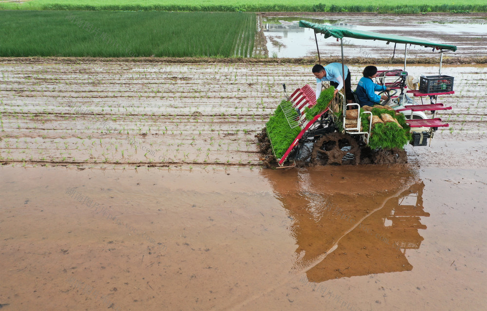 春耕  生产  早稻  机械化  插秧  