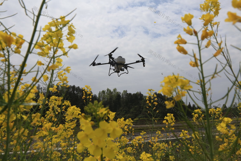 湖南 龙山 植保 作业 春耕 春种 春管 风景线