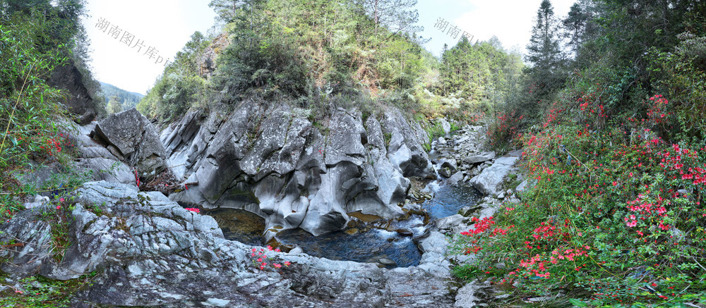 湖南桂东 冰臼 杜鹃 江山村 画 生态