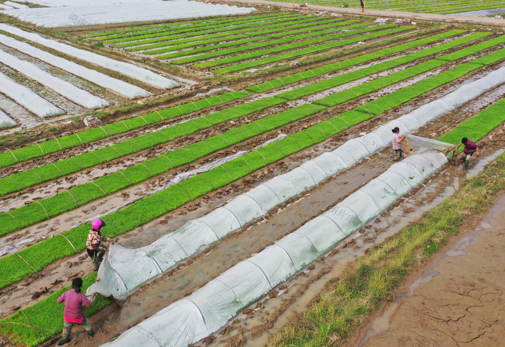 嘉禾：水稻育秧管护忙