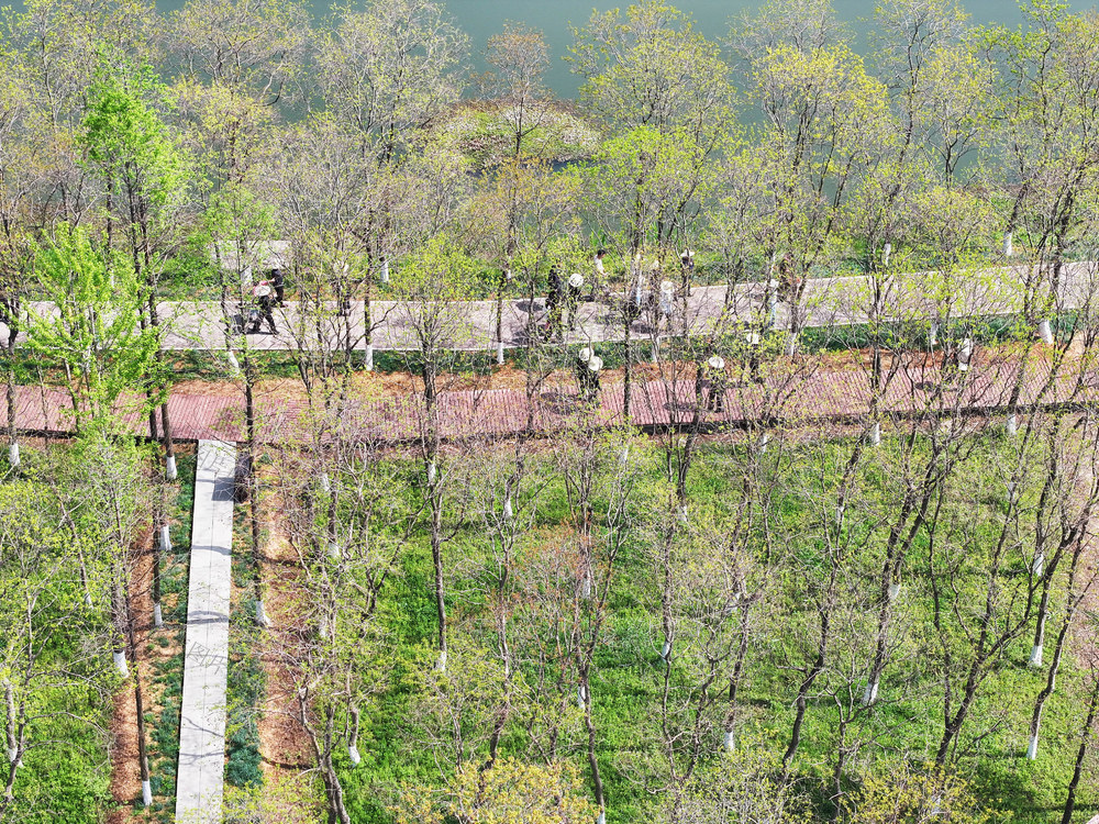 清明假期  旅游  国家考古遗址公园  先祖故园  清明文化