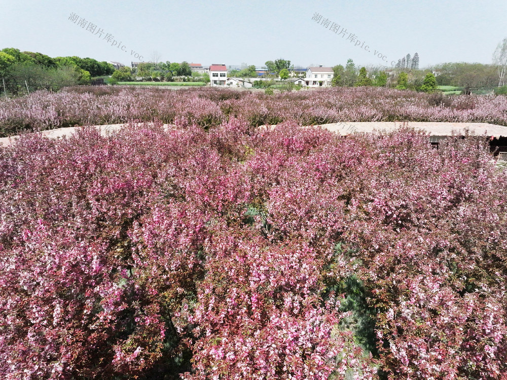 春天  春色  海棠花  城头山  旅游景区