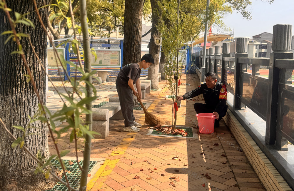 湘阴县左宗棠学校校园里，精心呵护校园里“第三代左公柳”幼苗