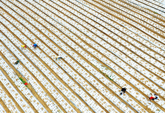 嘉禾：特色产业助增收