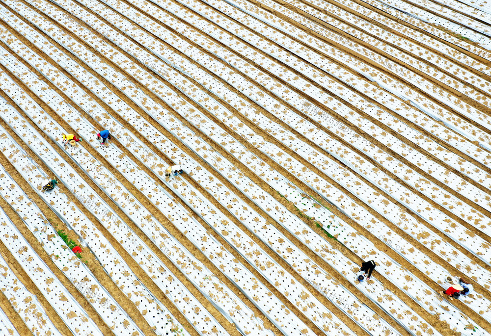 嘉禾：特色产业助增收