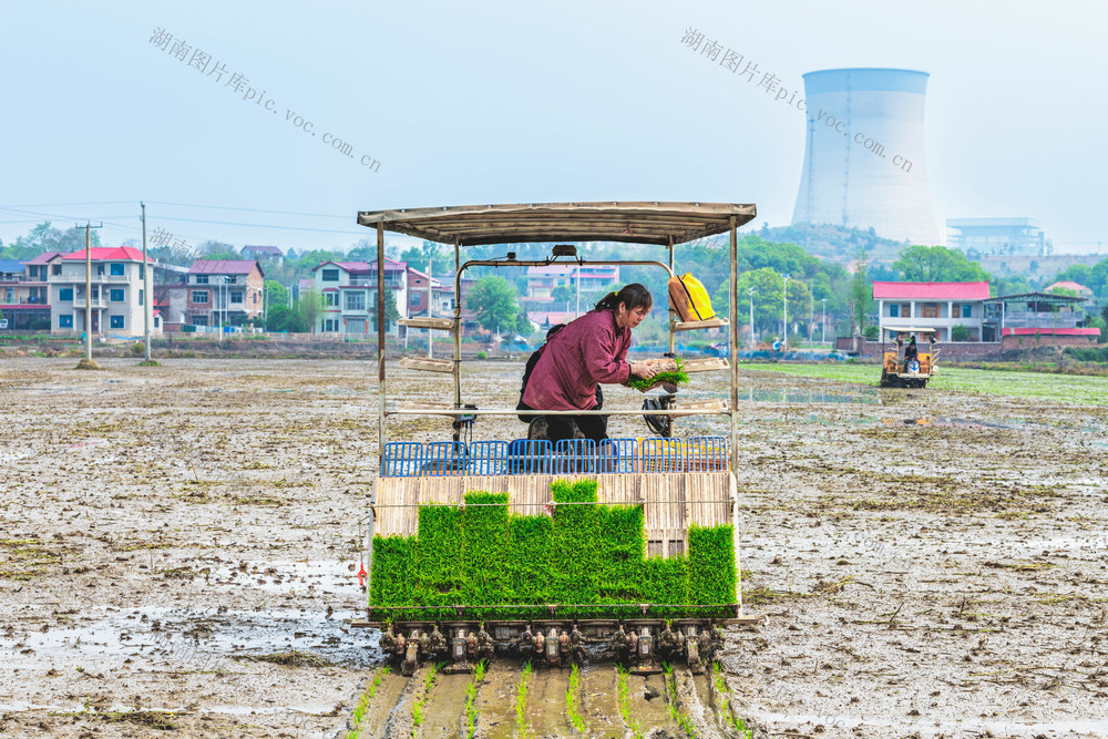 粮食生产  春插  农机