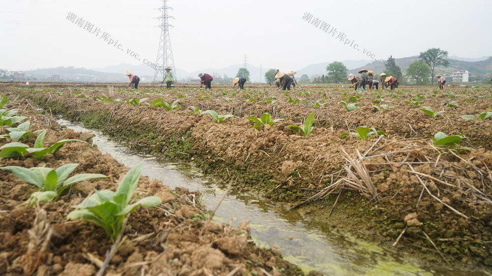 春耕  生产  农事  管护  农作物