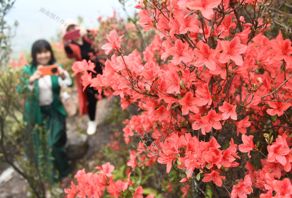 杜鹃花开
道县