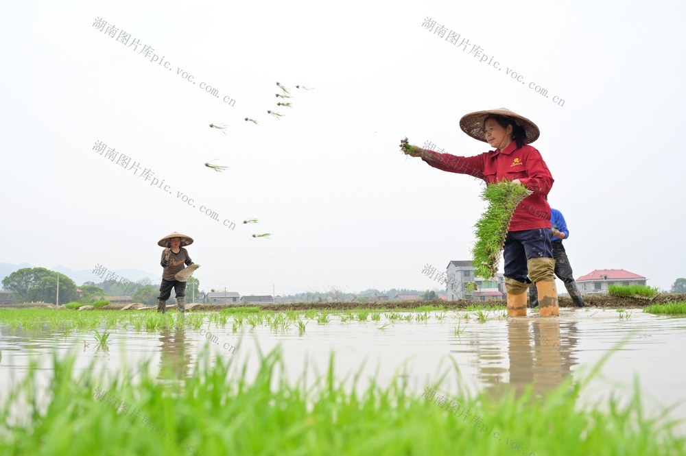 粮食生产  春插  抛秧  早稻  双季稻  春天