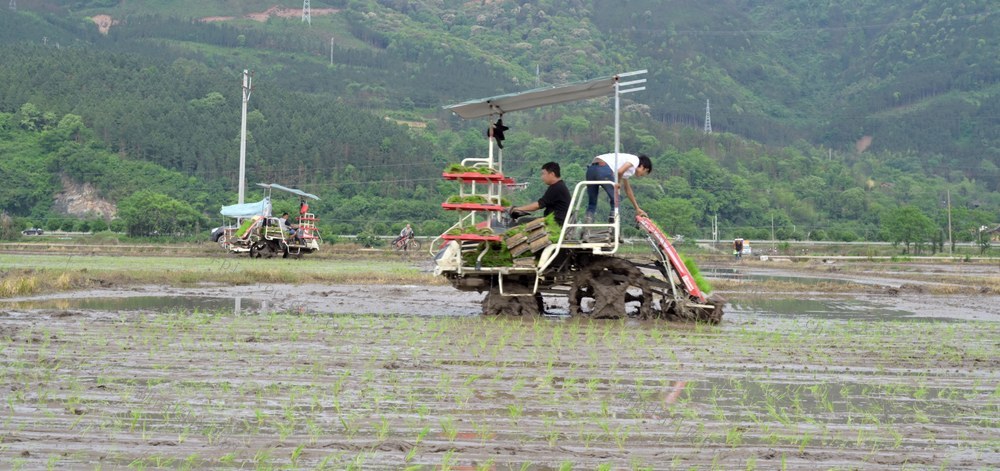 双牌县泷泊镇：抢抓农时忙插秧 绘就农村好“丰”景