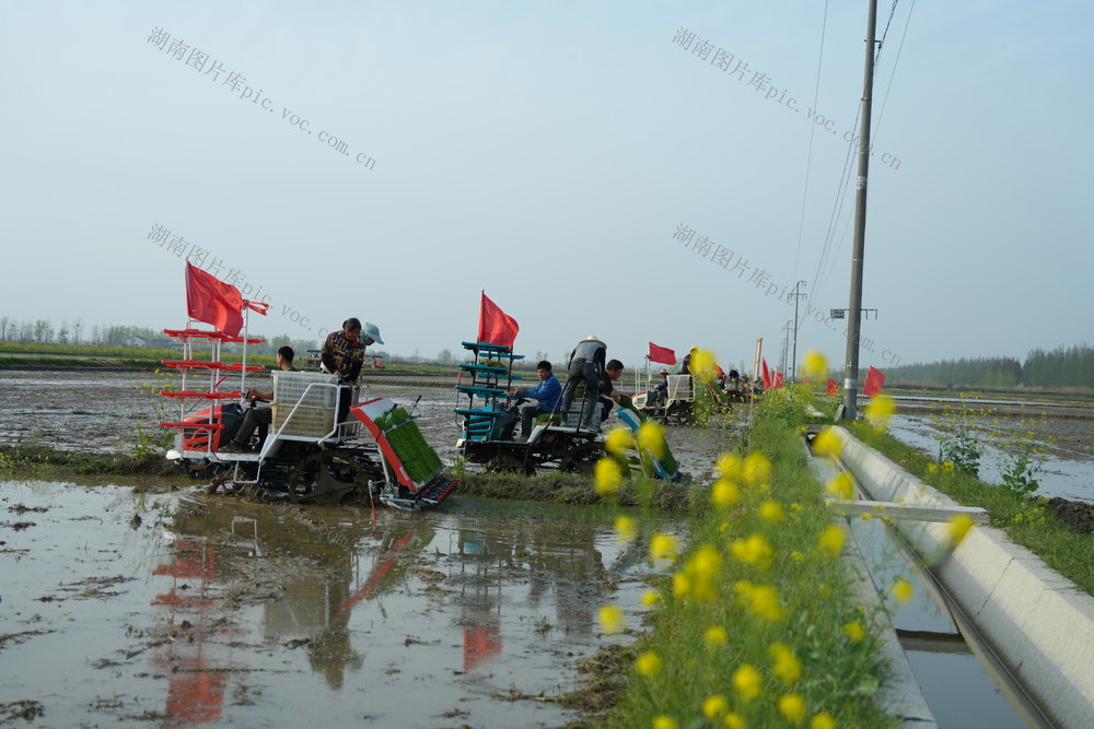 农业，春耕，丰收