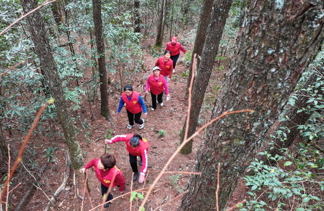 湖南桂东 五针松 南华片区 齐云峰国家级森林公园 志愿者