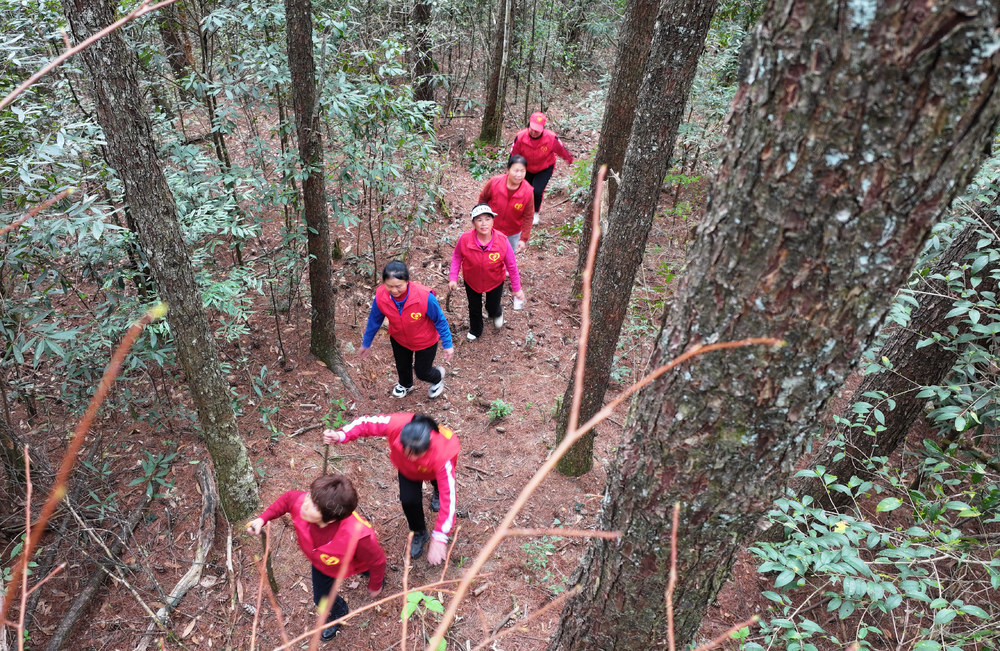 湖南桂东 五针松 南华片区 齐云峰国家级森林公园 志愿者
