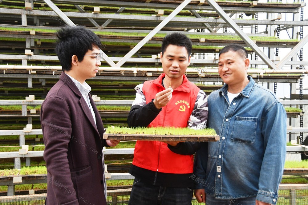  党员志愿者  田间传技忙