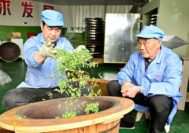 茶*叶