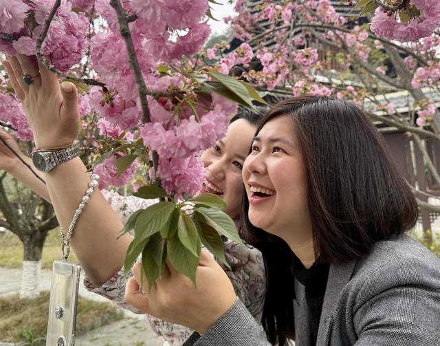 绚丽樱花醉宾客
