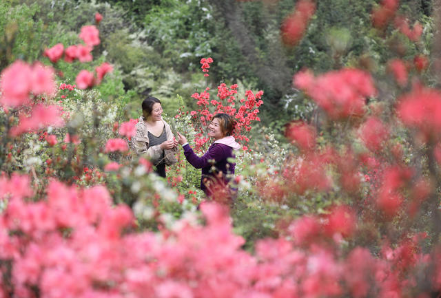 杜鹃 游客