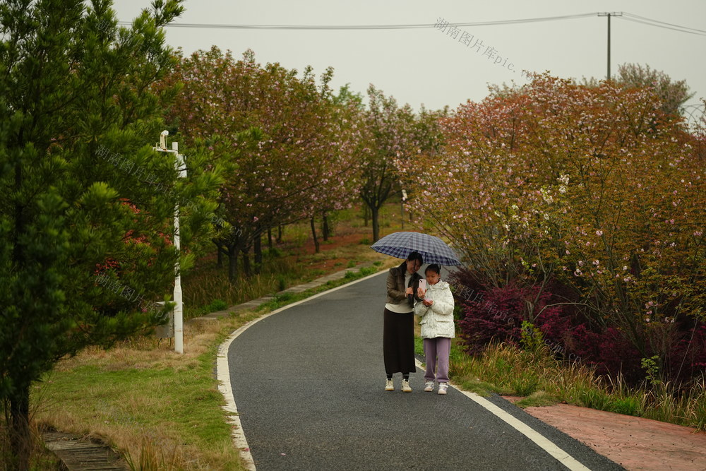 樱花，四季花海，花博园，汨罗樱花