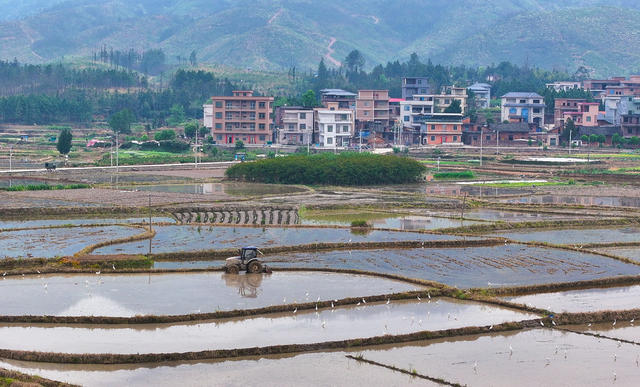 春耕  白鹭  生态  和谐  画卷