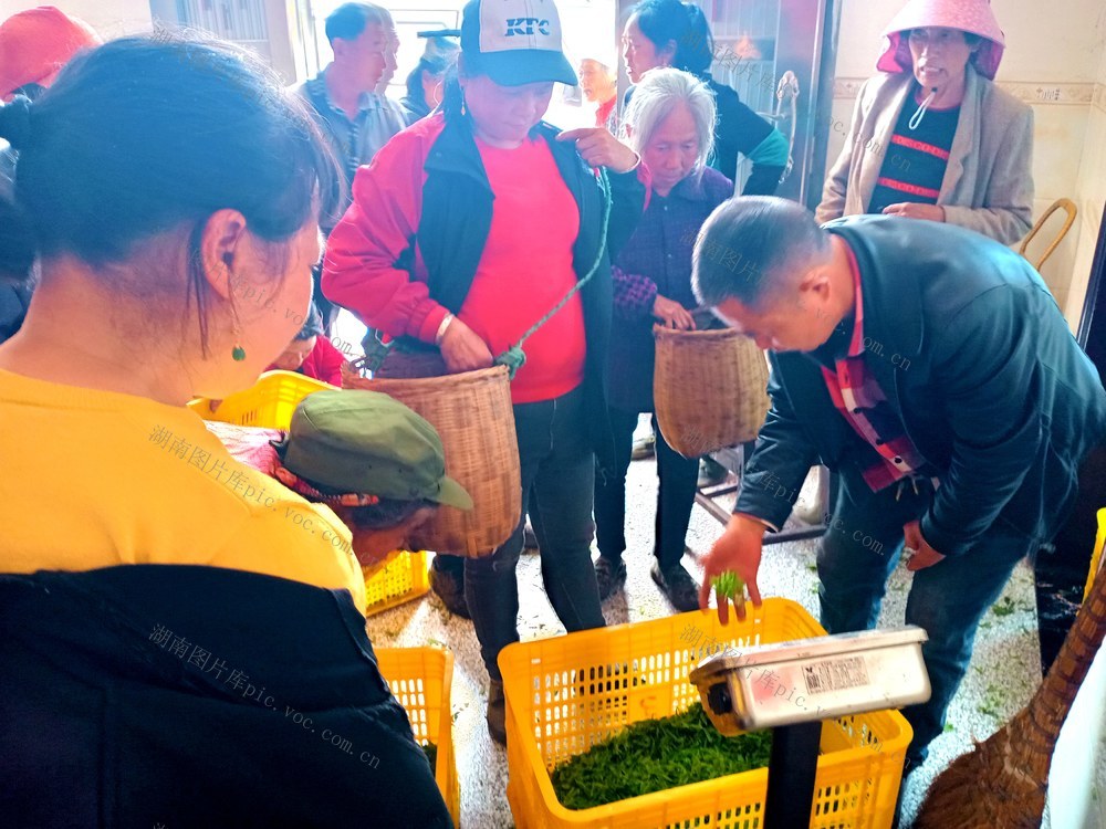 春茶  采摘 创收