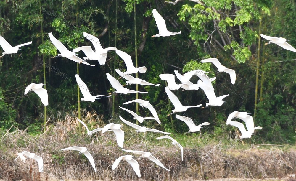  白鹭翩跹生态美