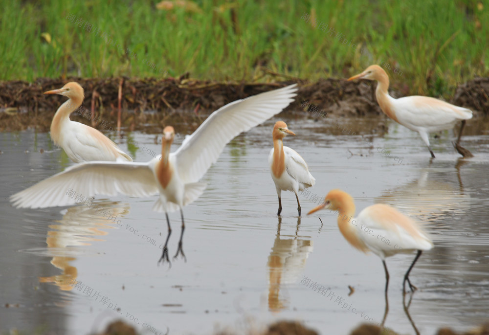 嘉禾：钟水河畔鹭鸟飞
