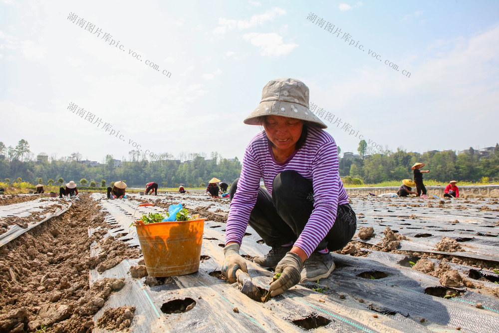 湖南，龙山，种植，板蓝根，淫羊藿，中药材，产业，乡村振兴，群众增收，助力
