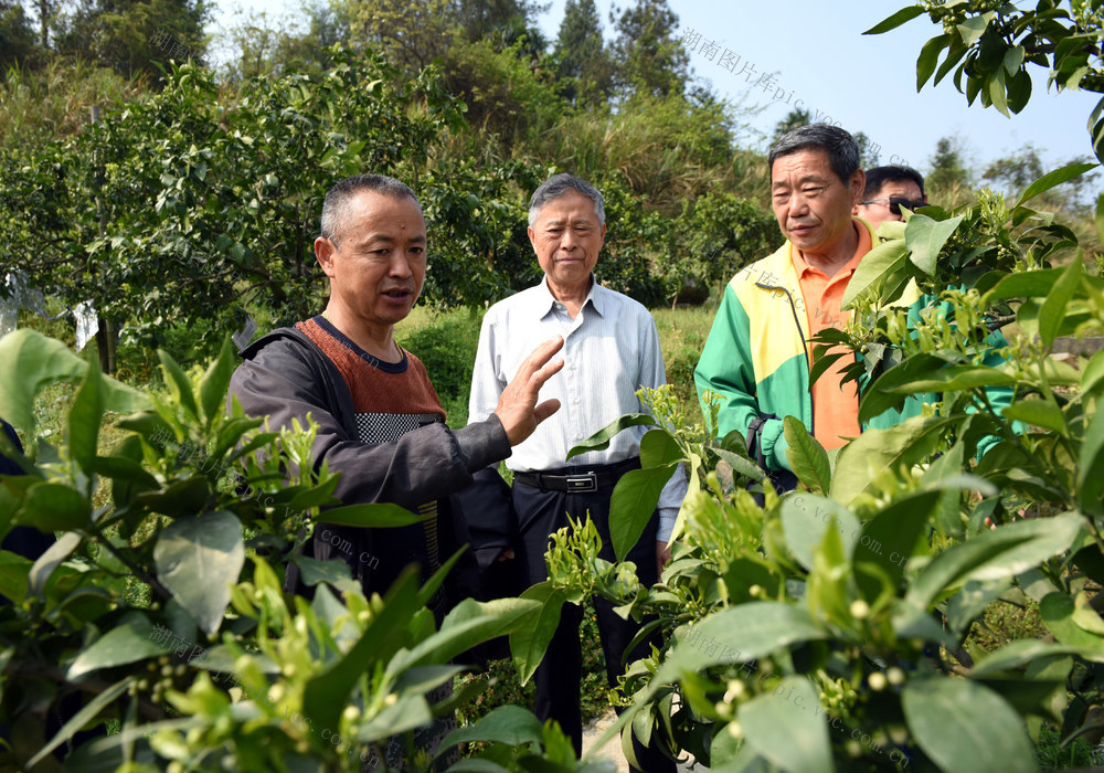 “五老” 助农 柑橘 帮扶 创业 关工委