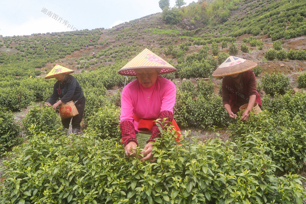 茶叶  采茶  春茶  农事  供应  市场
