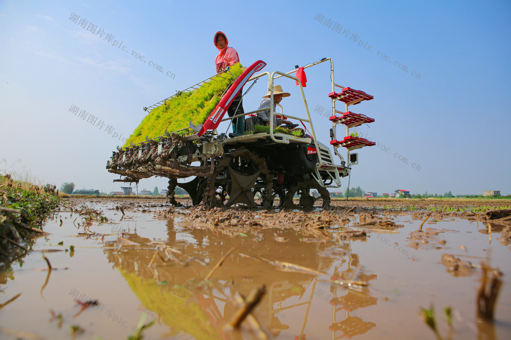早稻  水稻  秧苗   春耕  农业  农田  经济  村民  农民
