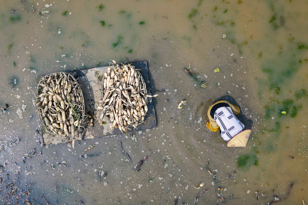 藕 采收  农民  市场  增收