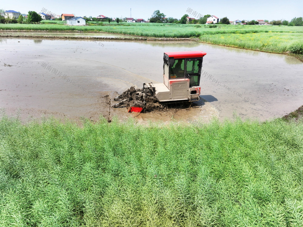 四月天  晴好天气  早稻生产  移栽  播种