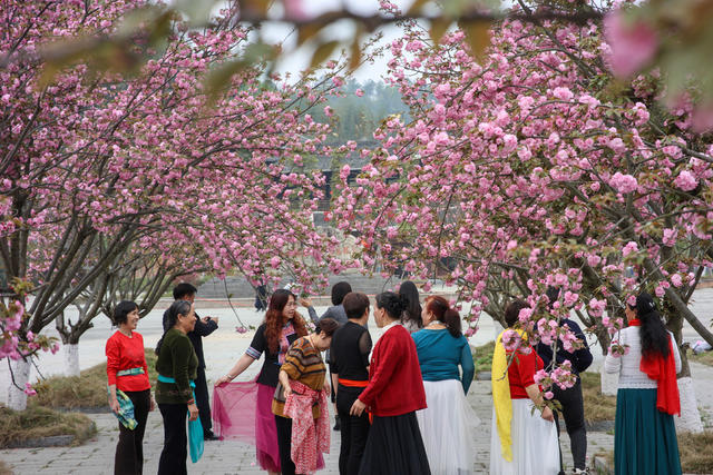 樱花 景区 游客 踏春 赏花